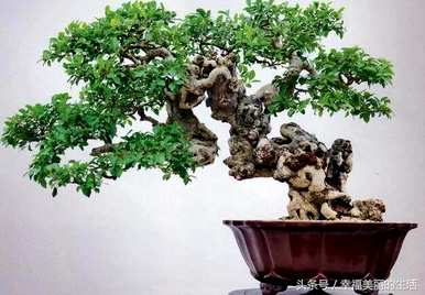 如何养殖上水石种大叶榕树，如何养殖大叶榕树