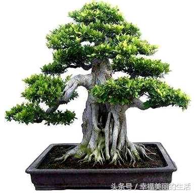 如何养殖上水石种大叶榕树，如何养殖大叶榕树