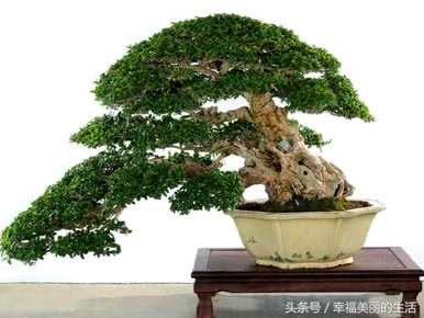 如何养殖上水石种大叶榕树，如何养殖大叶榕树