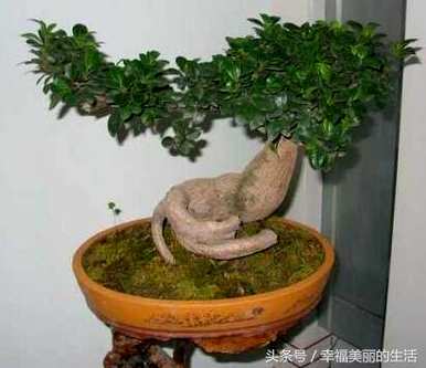 如何养殖上水石种大叶榕树，如何养殖大叶榕树