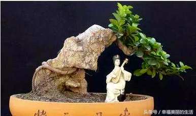 如何养殖上水石种大叶榕树，如何养殖大叶榕树