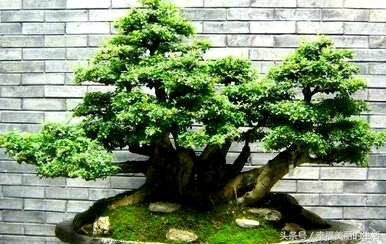 如何养殖上水石种大叶榕树，如何养殖大叶榕树