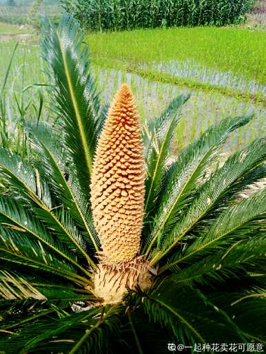 铁树怎么养才能开花？为什么铁树晚上开花？