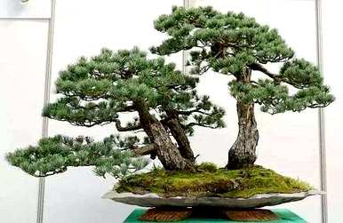 如何养五针松盆景，如何养五层松盆景