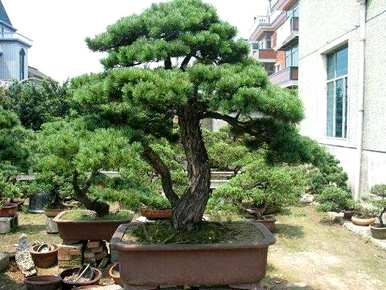 如何养五针松盆景，如何养五层松盆景