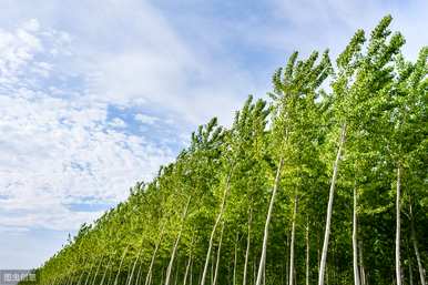 杨树苗如何种植得快，杨树苗如何种植成活率高