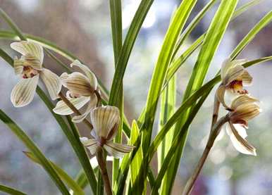 枯萎的兰花花语，兰花花语是什么？
