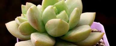 花卉绿植盆栽养殖视频，如何培育绿植盆栽