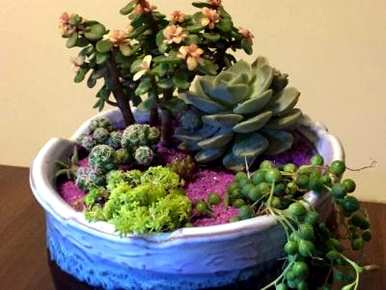 花卉绿植盆栽养殖视频，如何培育绿植盆栽