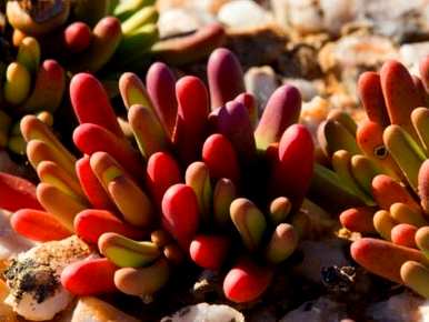花卉绿植盆栽养殖视频，如何培育绿植盆栽