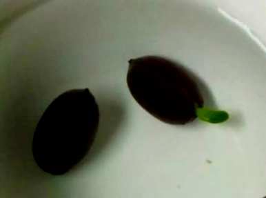 如何种植四季开花的莲花和四季莲？