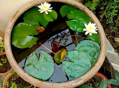 如何种植四季开花的莲花和四季莲？