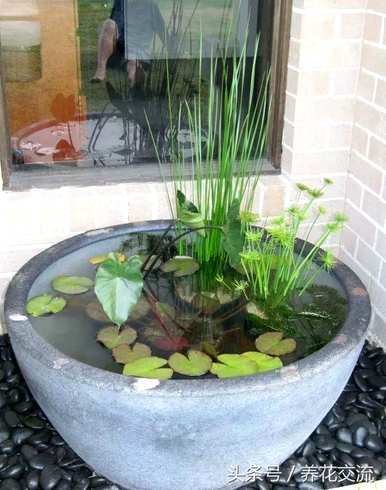 如何在水箱里种植睡莲，如何在水箱里种植睡莲和鱼