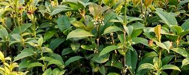 桂花树怎么育苗，桂花树怎么育苗？