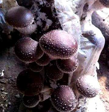 如何种植盆栽蘑菇，如何种植蘑菇