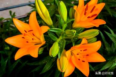 什么是百合花的花语，什么是百合花的花语象征着什么？