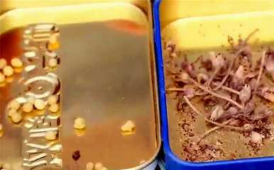 矮牵牛种子几个月成熟，矮牵牛种子怎么种？