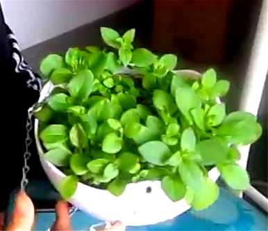 矮牵牛种子几个月成熟，矮牵牛种子怎么种？
