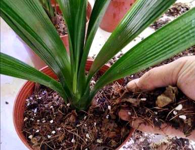 君子兰如何种植土壤？