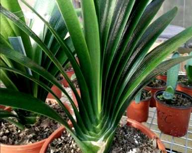 君子兰如何种植土壤？