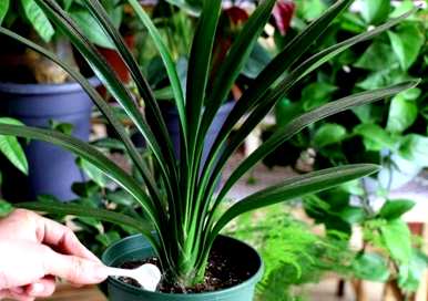 君子兰如何种植土壤？