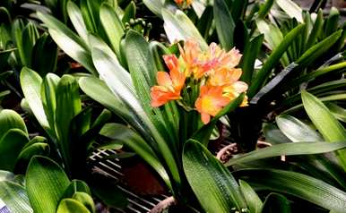 君子兰如何种植土壤？