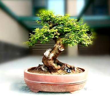 如何培育豆瓣黄杨木的大型树木？