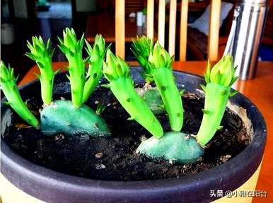 盆栽仙人掌佛手，盆栽仙人掌怎么养？