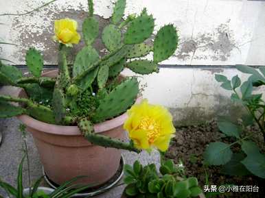 盆栽仙人掌佛手，盆栽仙人掌怎么养？