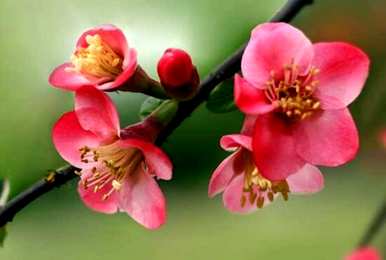 四季海棠什么时候开花，盆栽海棠四季开花？