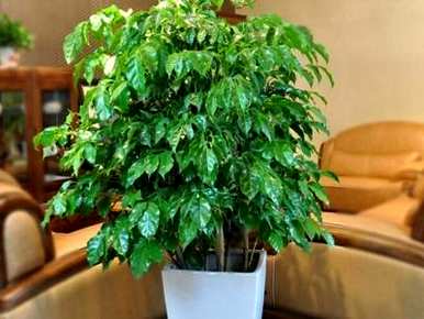 如何让幸福树更茂盛，如何让幸福树繁茂？