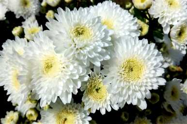 什么是大菊花语，什么是菊花语？