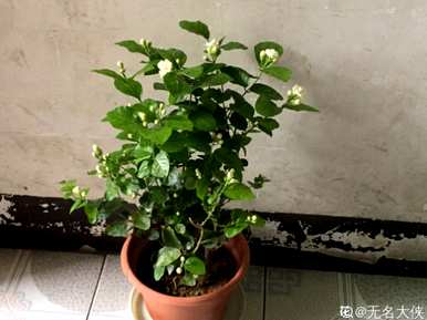 茉莉怎么养才茂盛，茉莉怎么养才茂盛？