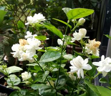 茉莉怎么养才茂盛，茉莉怎么养才茂盛？