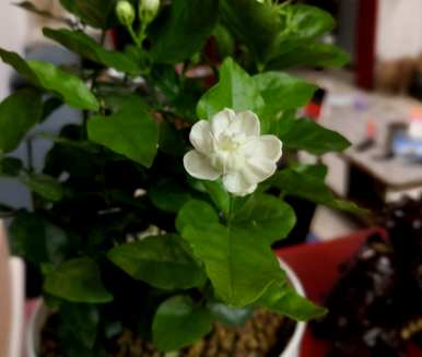 茉莉怎么养才茂盛，茉莉怎么养才茂盛？