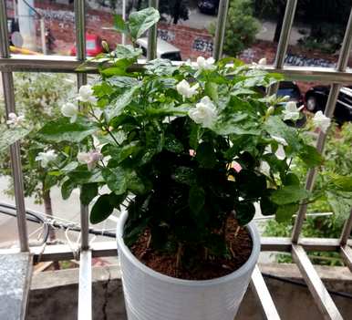 茉莉怎么养才茂盛，茉莉怎么养才茂盛？