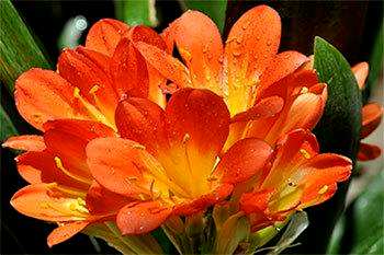 君子兰花怎么养怕光怕水？君子兰花怎么养？