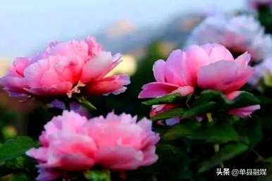 牡丹的花语和象征是什么意思？