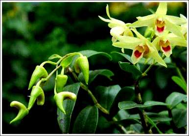 铁皮石斛好种植吗？タ」