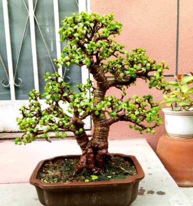 什么是不开花的盆栽植物，什么是不开花的植物？