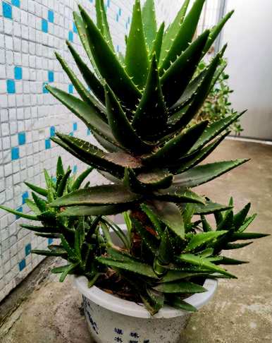 什么是不开花的盆栽植物，什么是不开花的植物？
