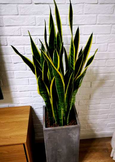 什么是不开花的盆栽植物，什么是不开花的植物？