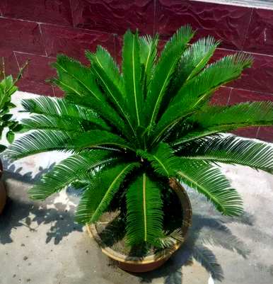 什么是不开花的盆栽植物，什么是不开花的植物？