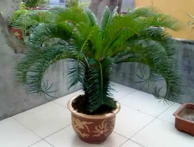 什么是不开花的盆栽植物，什么是不开花的植物？