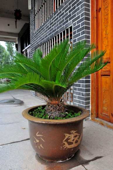 如何种植铁树盆栽，如何种植铁树开花盆栽