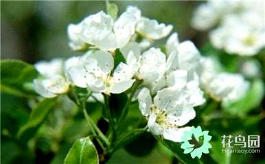 如何养茶花，如何养茶花的花期