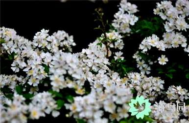 如何养茶花，如何养茶花的花期
