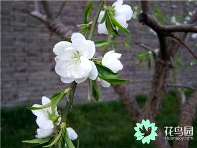 如何养茶花，如何养茶花的花期