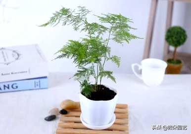 什么样的绿色植物放在办公桌上，什么样的小绿色植物放在大办公桌上好看？