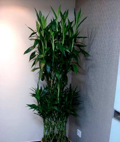 富贵竹如何养水，富贵竹如何养生根快视频
